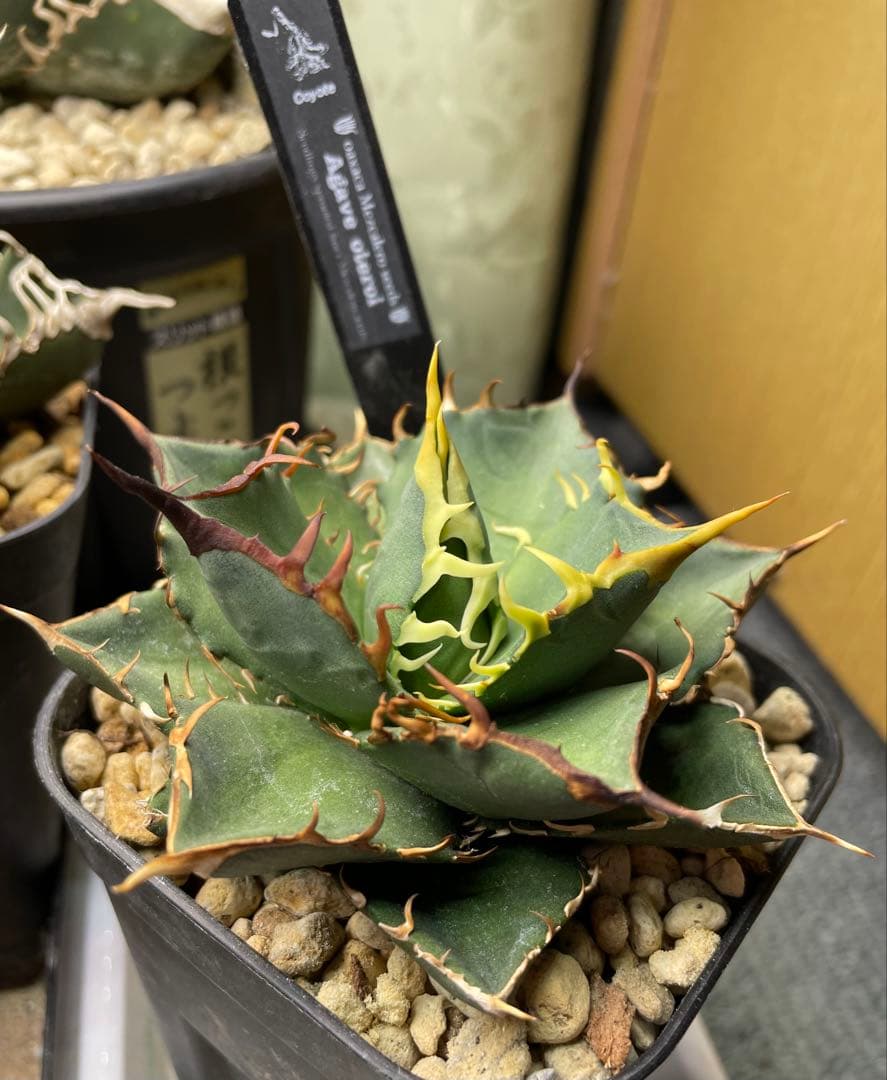 アガベ MEZCALERO seeds Agave OTEROI
