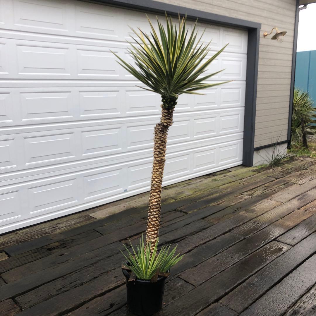 ユッカ アロイフォリア　バリエガータ