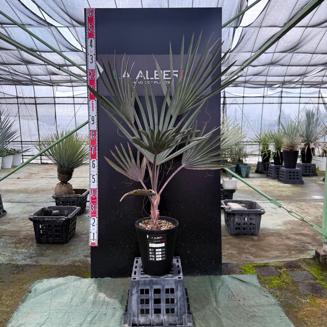 ゆ*ん様 【AL1119】ビスマルキア　ノビリス　シルバー