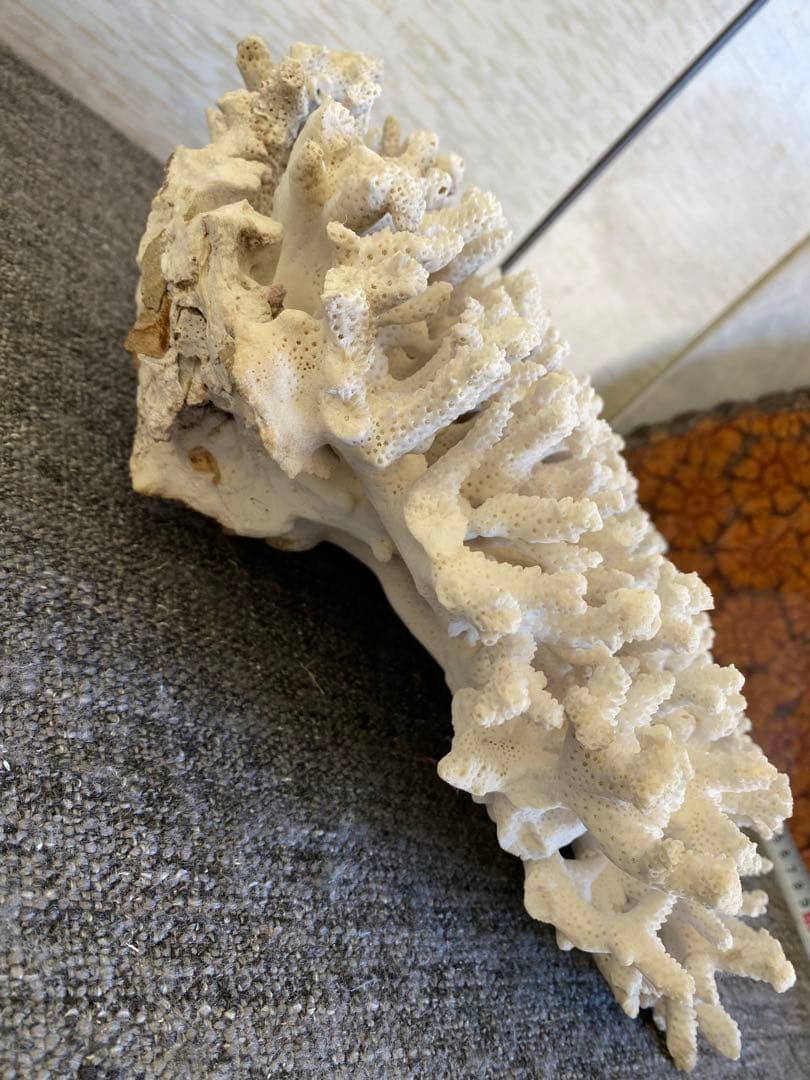 サンゴ置物　珊瑚　テーブルサンゴ　オブジェ