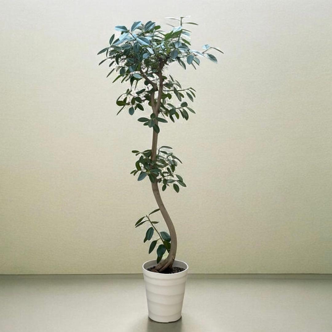 ☆ フランスゴムの木 フィカス•ルビギノーサ♪ 152cm リビングサイズ♪