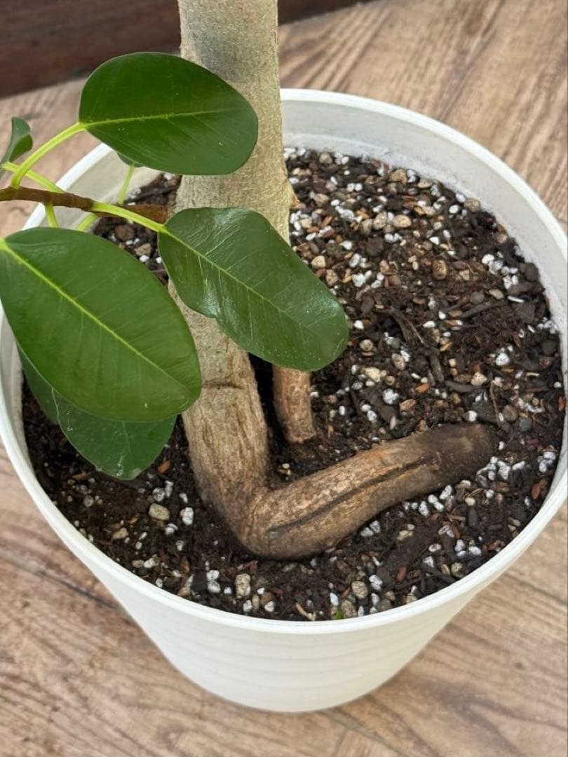 ☆ フランスゴムの木 フィカス•ルビギノーサ♪ 152cm リビングサイズ♪