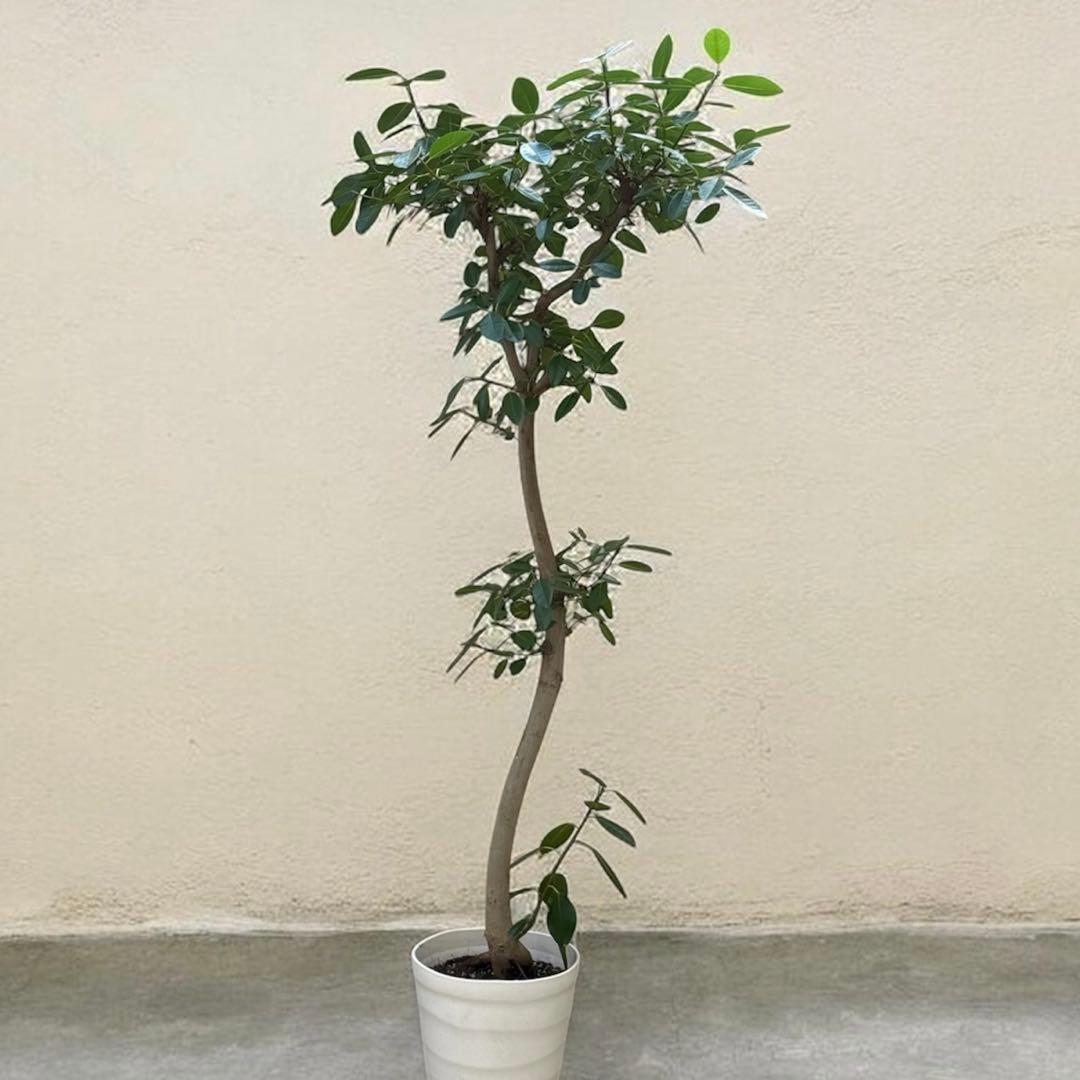 ☆ フランスゴムの木 フィカス•ルビギノーサ♪ 152cm リビングサイズ♪