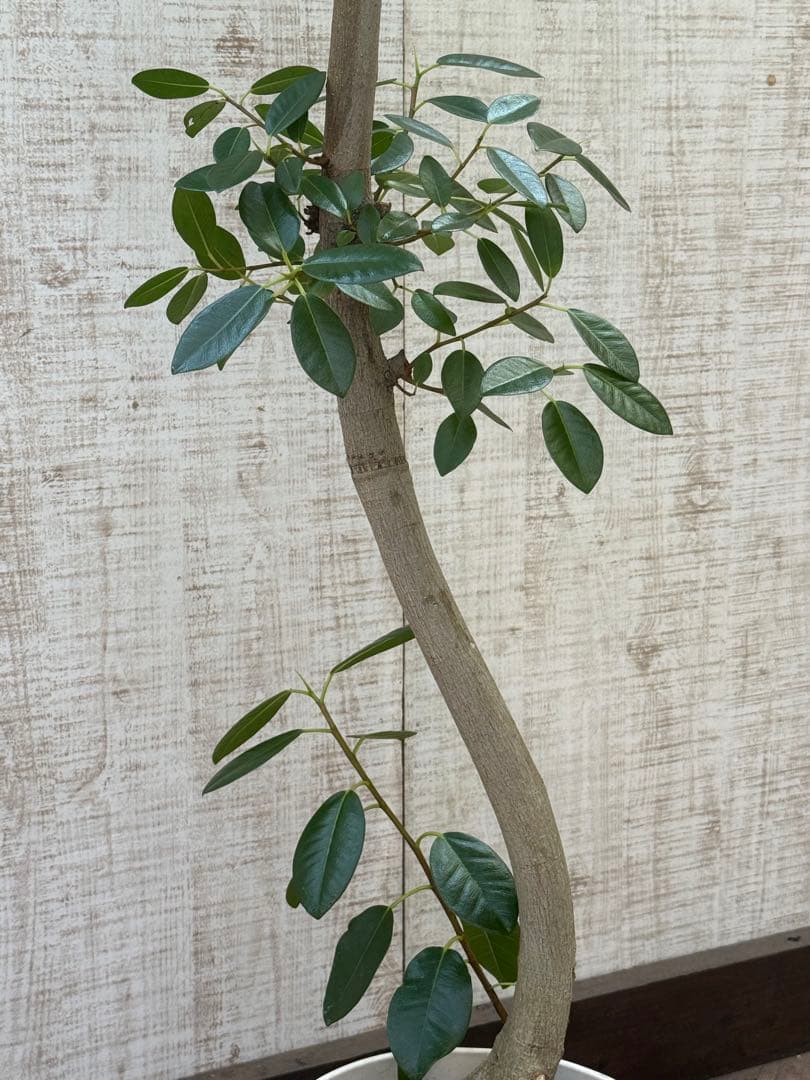 ☆ フランスゴムの木 フィカス•ルビギノーサ♪ 152cm リビングサイズ♪