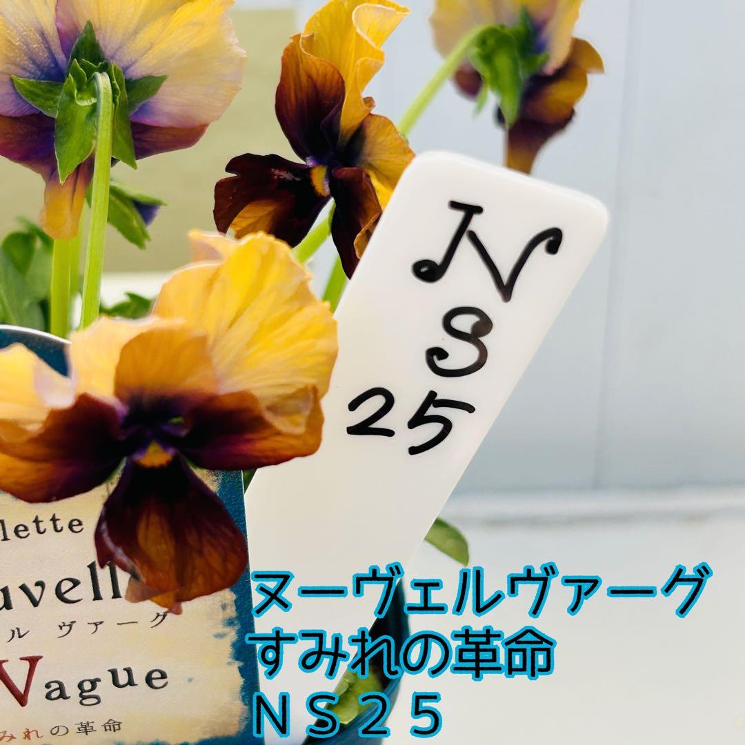 ＮＳ２５♥ サトウ園芸ヌーヴェルヴァーグ　すみれの革命♥超希少♥花苗ポットごと