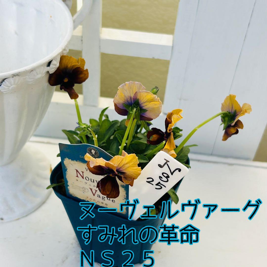 ＮＳ２５♥ サトウ園芸ヌーヴェルヴァーグ　すみれの革命♥超希少♥花苗ポットごと