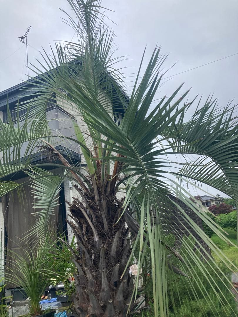 耐寒性ヤシ　ココスヤシ幹太大株◇南国リゾート西海岸ドライガーデン　アガベ ユッカ