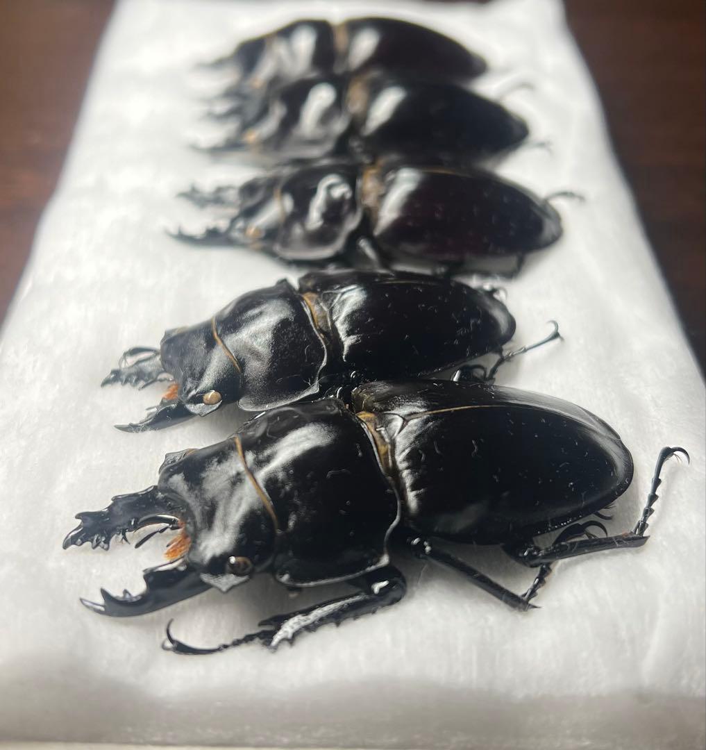 ヤエヤママルバネクワガタ激大歯標本オマケ付き