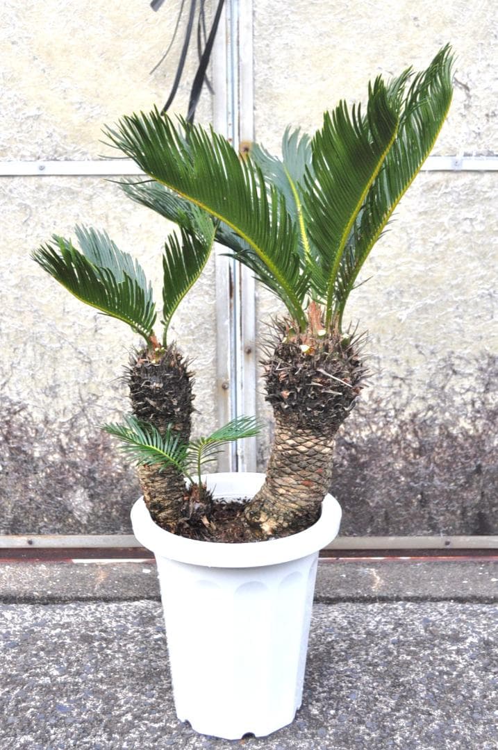 ソテツ 8号 80cm