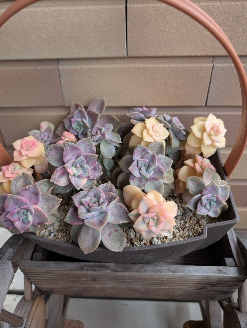 多肉植物　パープルディライト錦