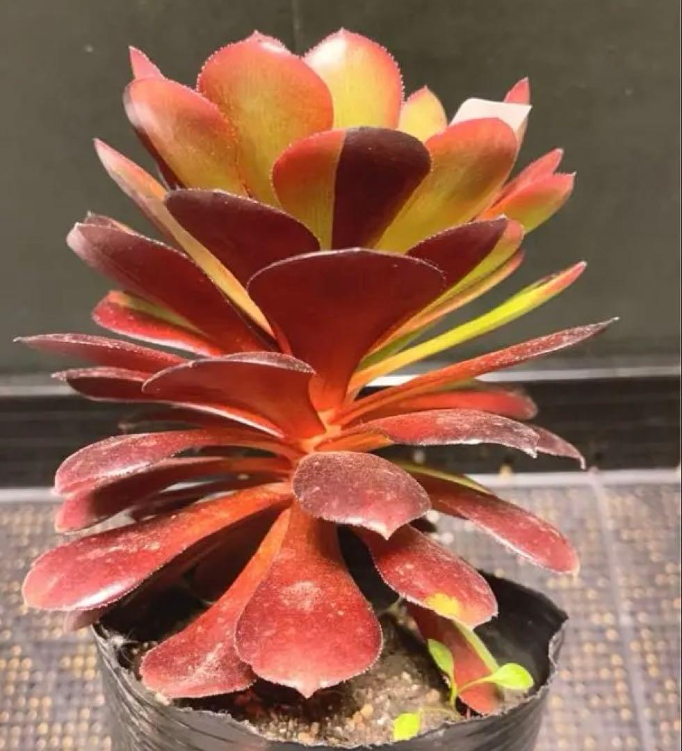 90#多肉植物アエオニウム錦❤️花顔黒バラ錦❤️1大頭14cm 拔き苗