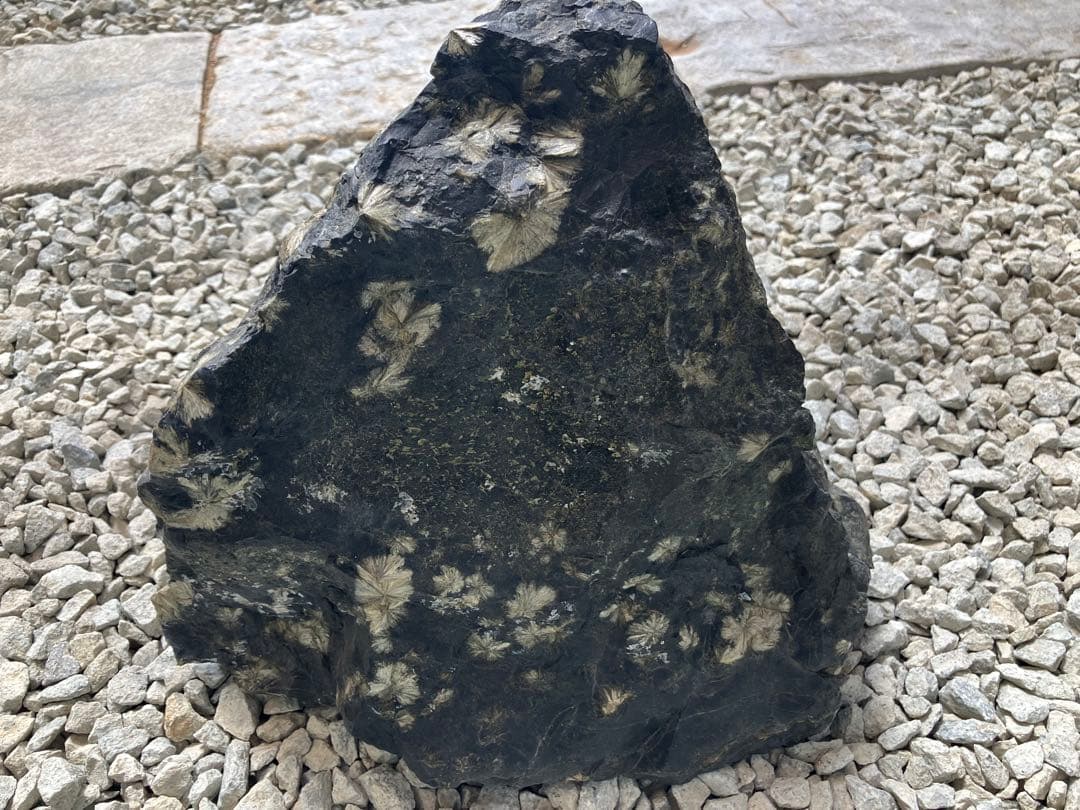 菊花石　鑑賞石　天然石　自然石