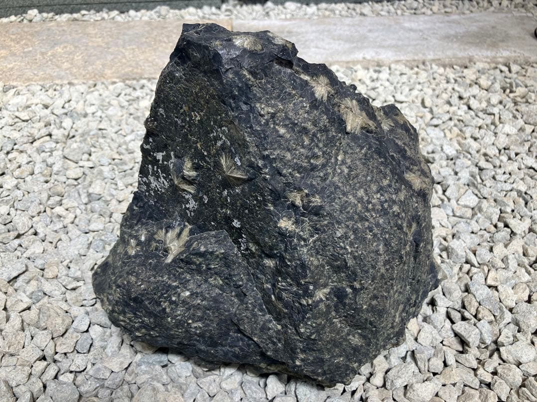 菊花石　鑑賞石　天然石　自然石