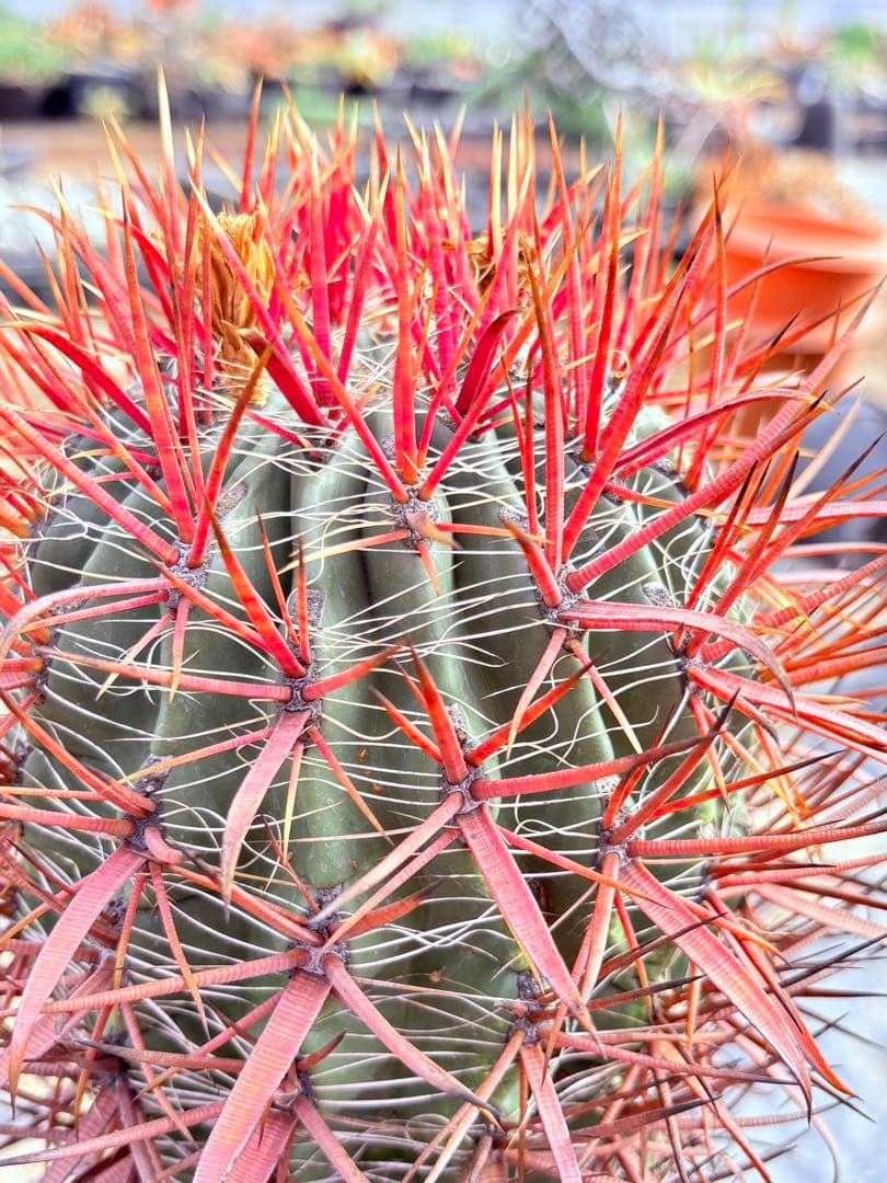 サボテン フェロカクタス 赤棘金冠竜