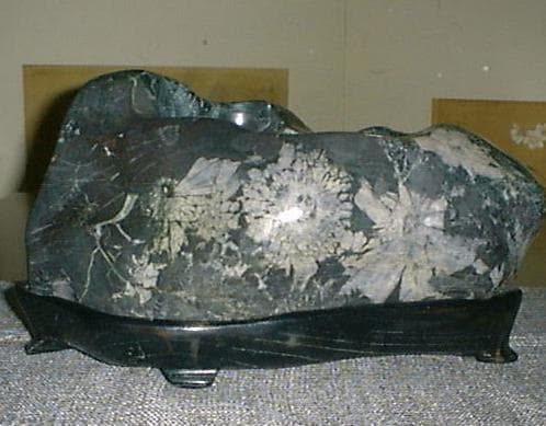 菊花石　水石　盆石　珠玉　鑑賞石 台付 置物 盆栽　縁起物 パワーストン