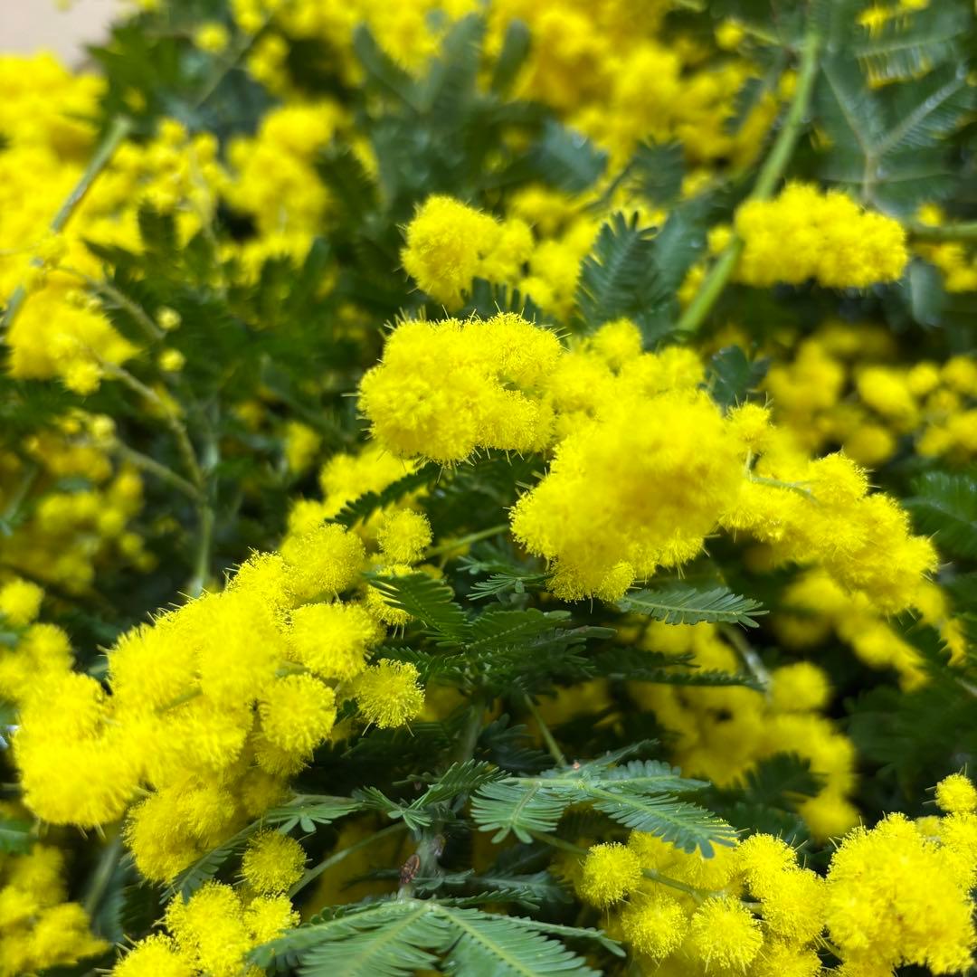 銀葉アカシア　Keiさま専用