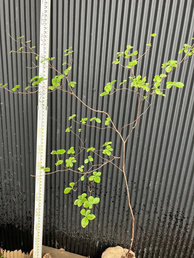 山採り　ウスギヨウラク