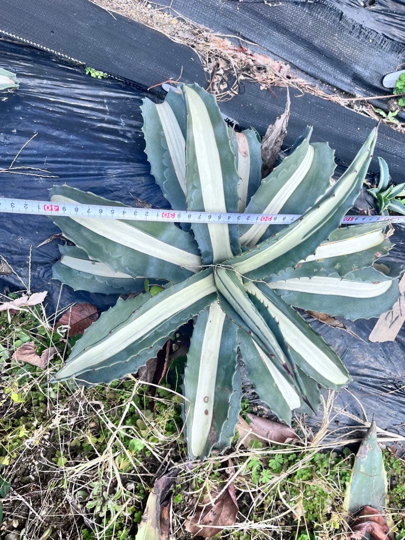 【大株】アガベ　アメリカーナ　華厳　メディオピクタアルバ