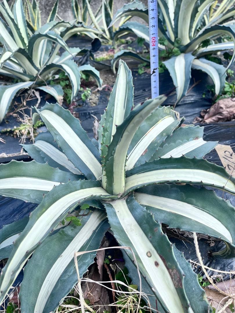 【大株】アガベ　アメリカーナ　華厳　メディオピクタアルバ
