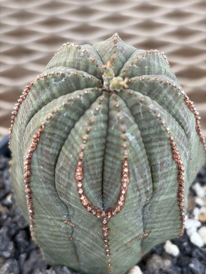 オベサ　幅6.4cmの高さ7.4cm ユーフォルビア 9稜　メス