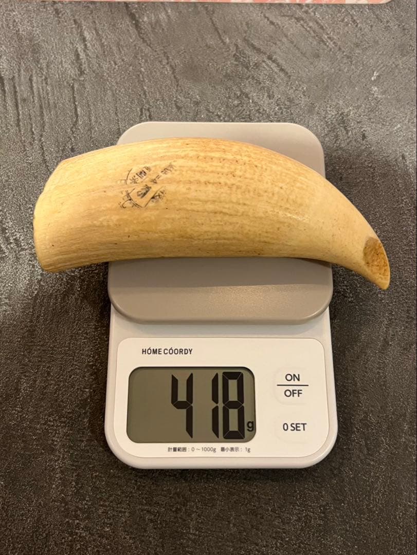 マッコウクジラの歯　２本セット