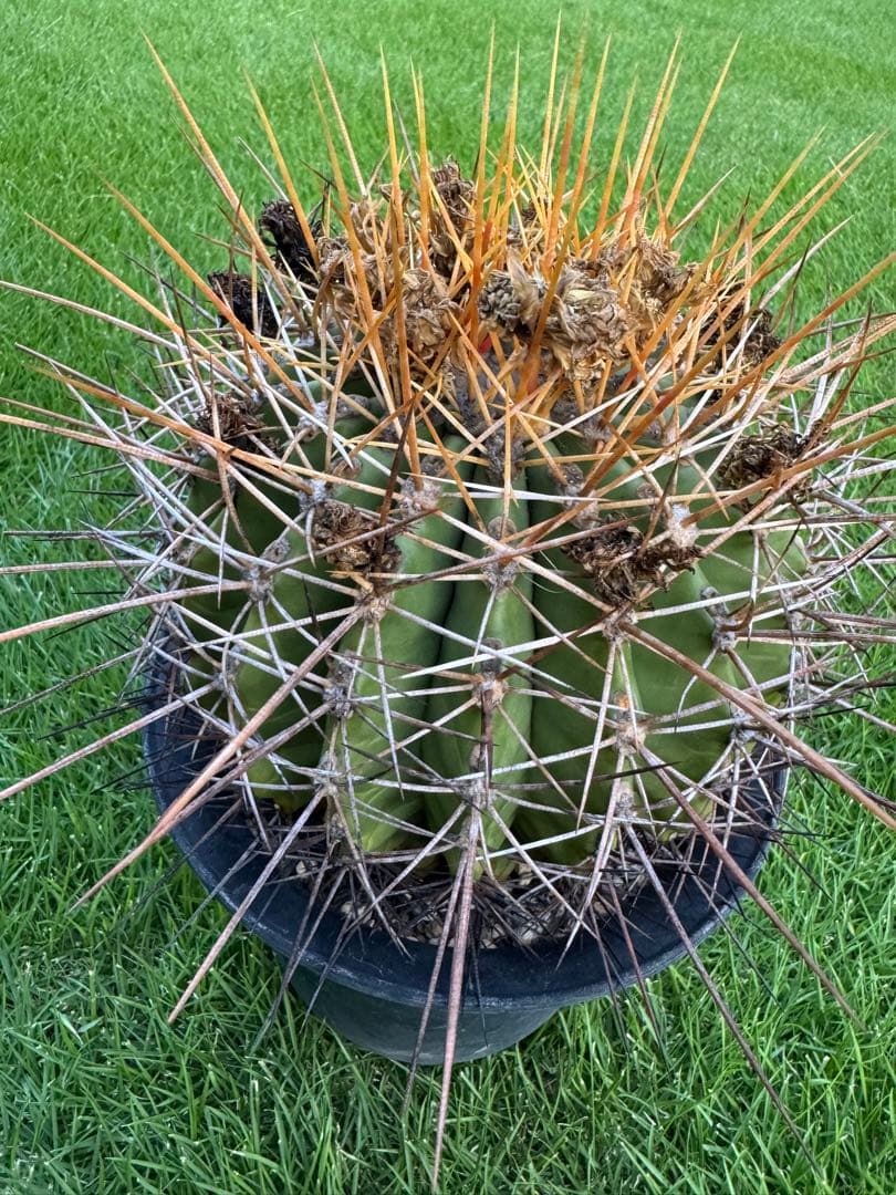 サボテン　フェロカクタス