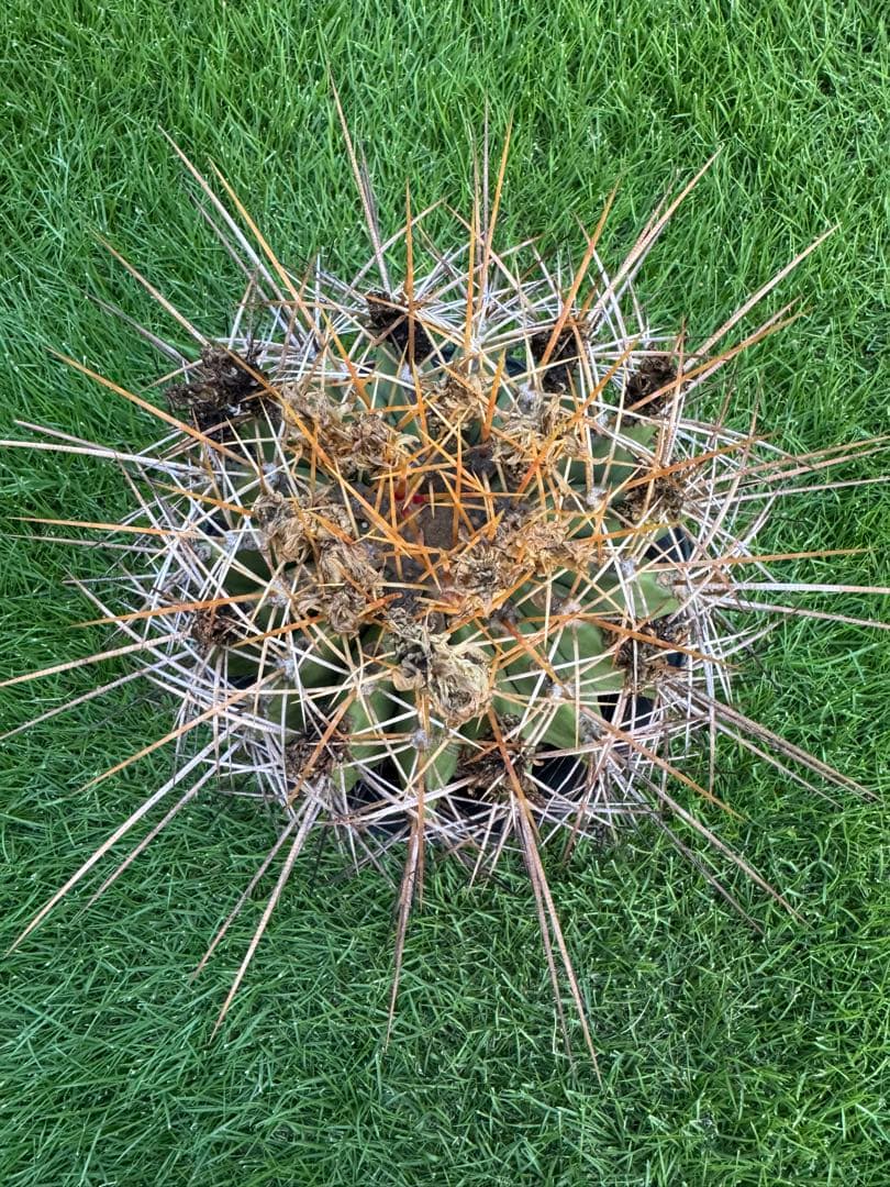 サボテン　フェロカクタス