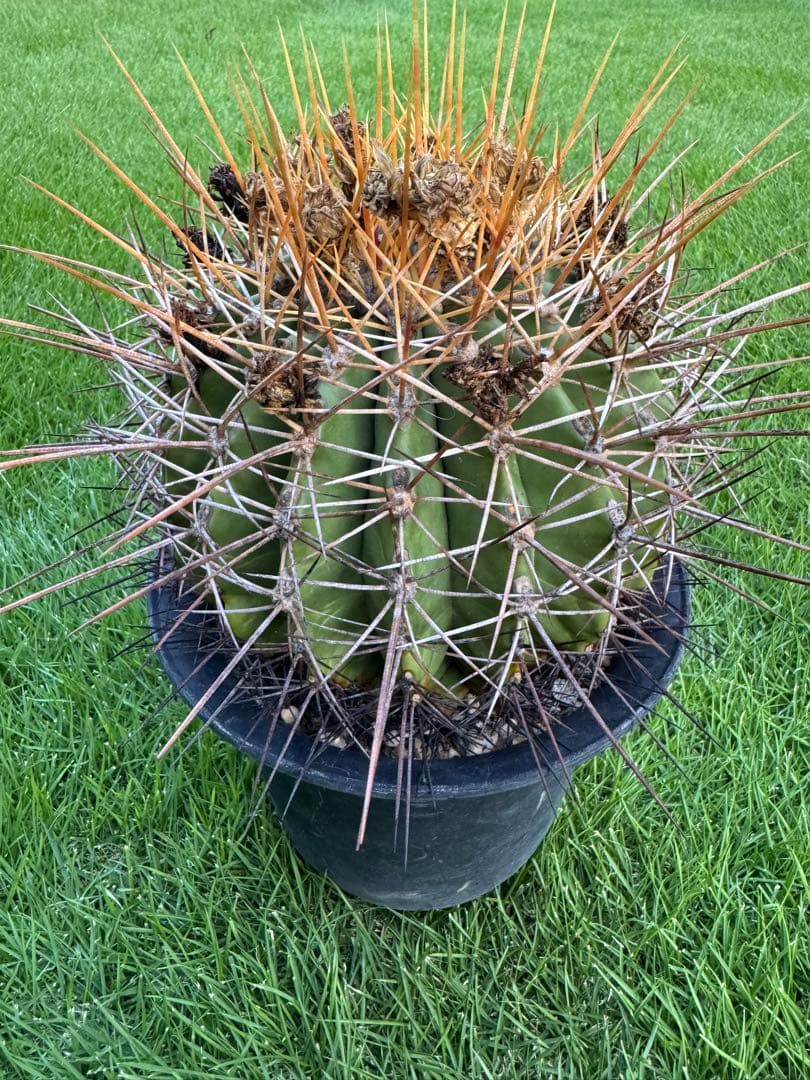 サボテン　フェロカクタス