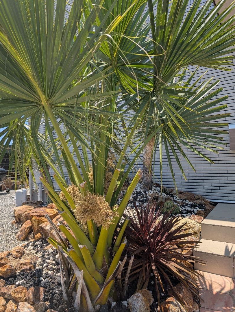 オニサバルヤシ　幹上がり