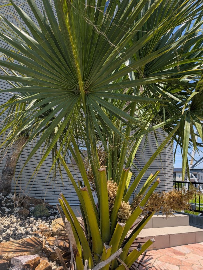 オニサバルヤシ　幹上がり