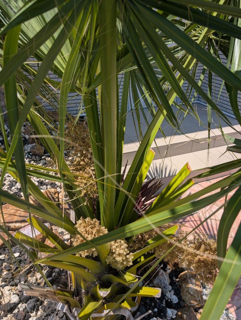 オニサバルヤシ　幹上がり