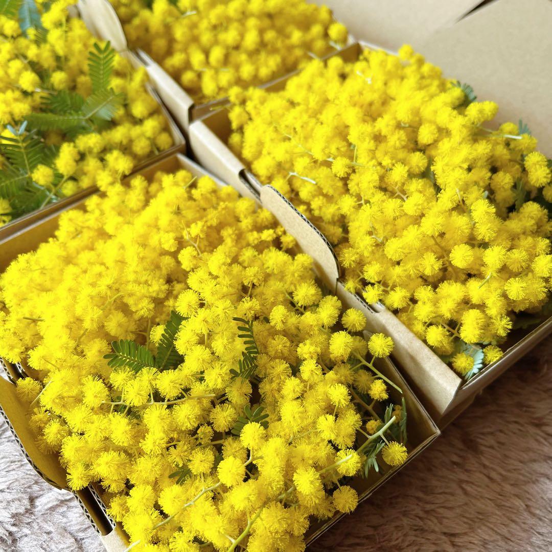 フレッシュミモザ 小型ダンボール1箱590円