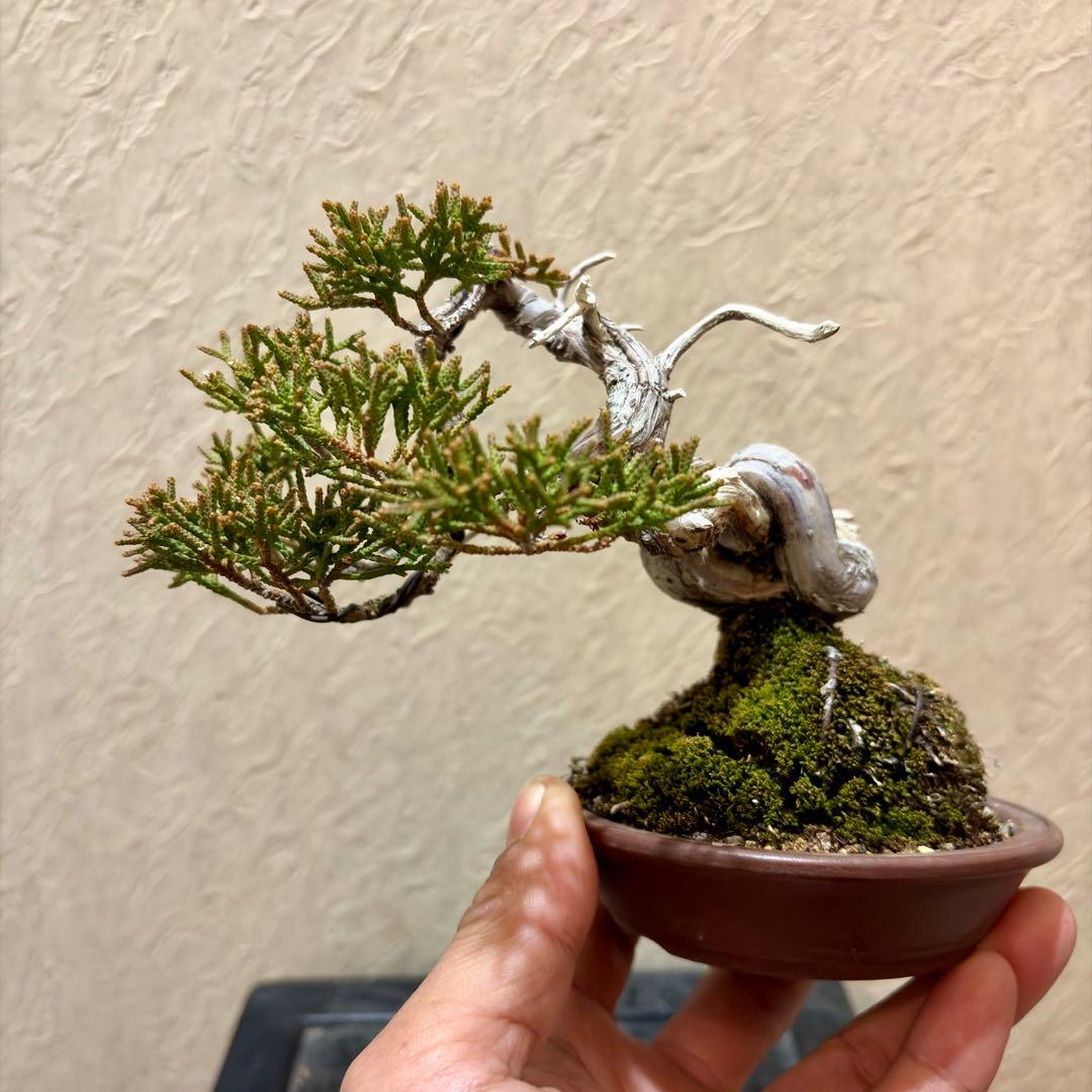 樹高11.5㎝　真柏　捻転　舎利　鉢　山秋　小品盆栽　黒松　五葉松　赤松　紅葉