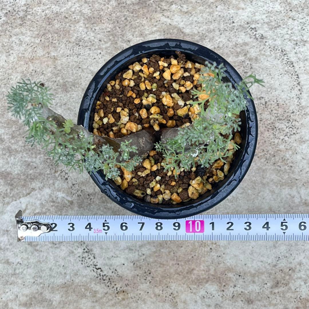 【セール】サルコカウロン　ムルチフィズム　No.001　鉢、送料込　メルカリ便