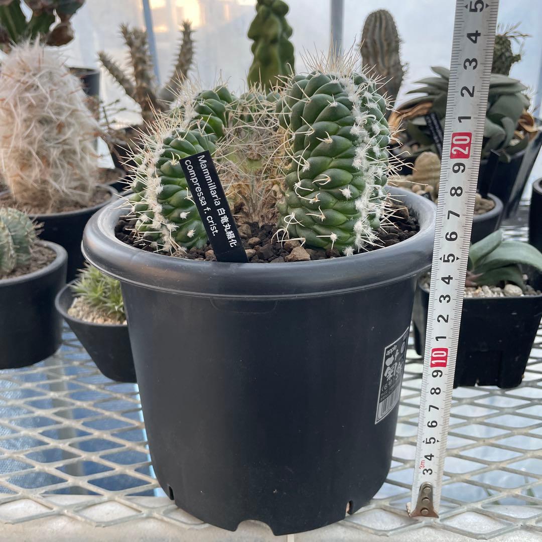 サボテン マミラリア コンプレッサ 白竜丸綴化 大株 6号菊鉢