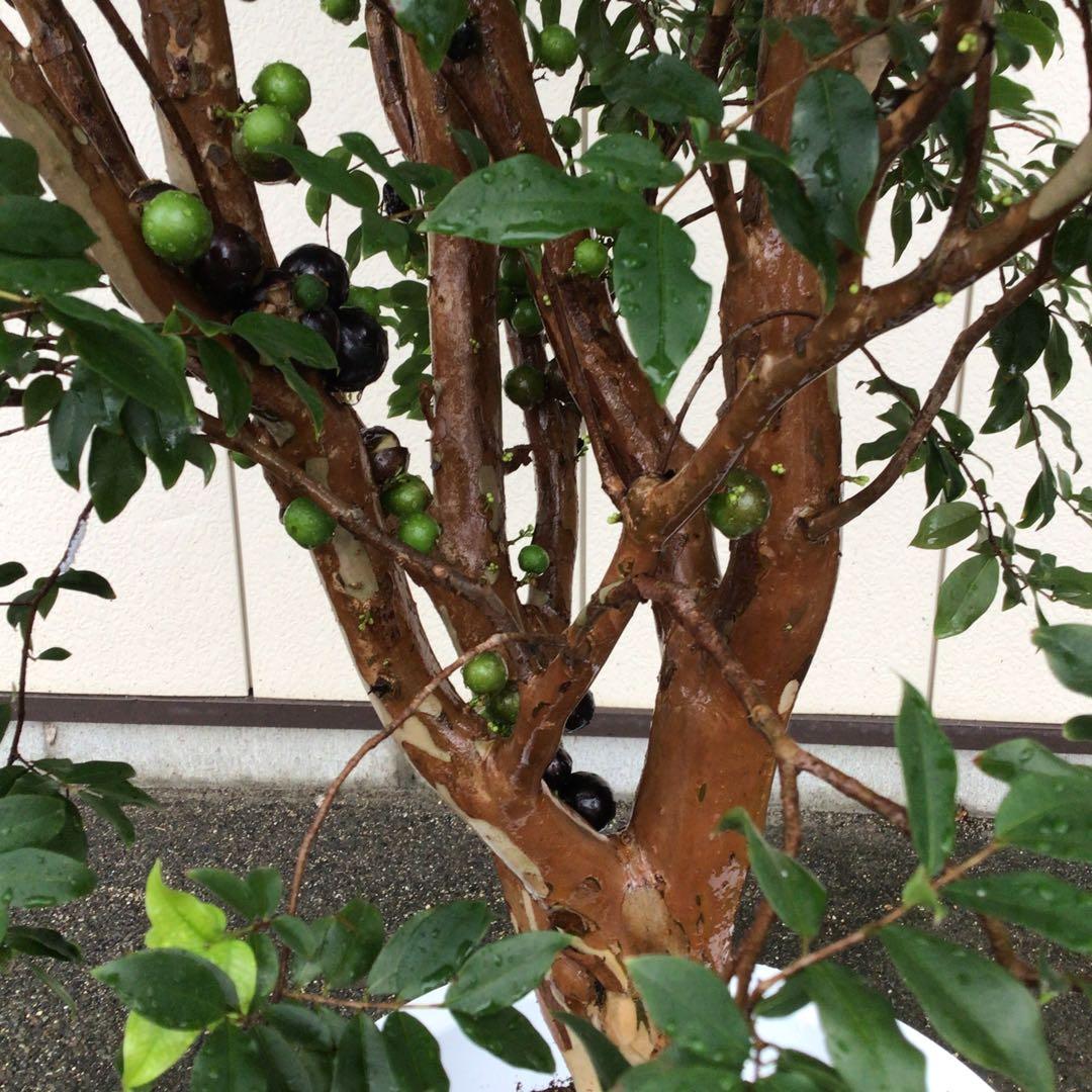 ジャボチカバ　小葉種　実付き