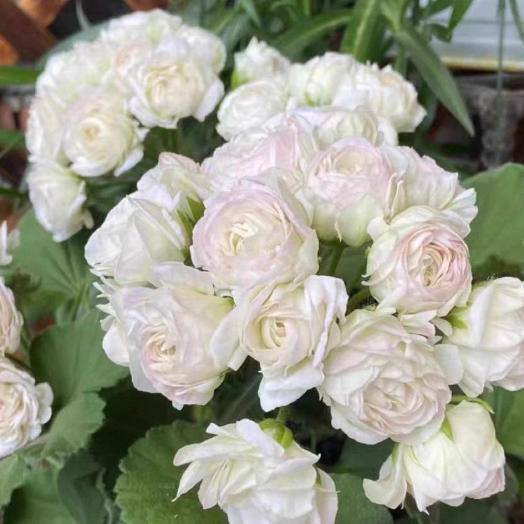 蕾２つローズ八重咲きゼラニウム　希少品種ゼラニウム　レア品種ゼラニウムWR01