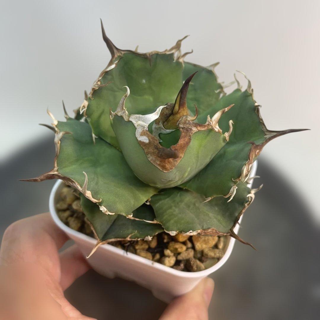 アガベ　チタノタ　ブラックドラゴン　活着株鉢ごと発送　良フォルム