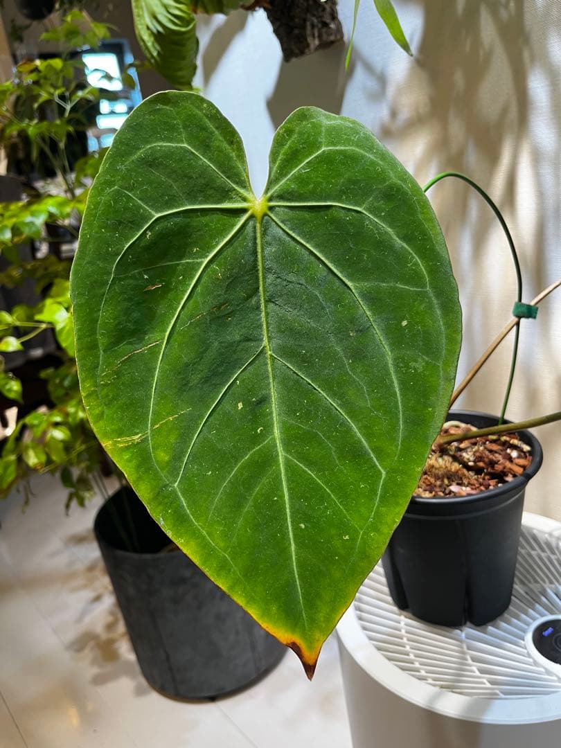 【潤☆】Anthurium'Red Dark Phoenix'
