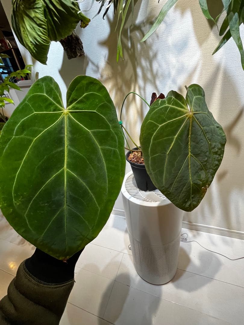 【潤☆】Anthurium'Red Dark Phoenix'