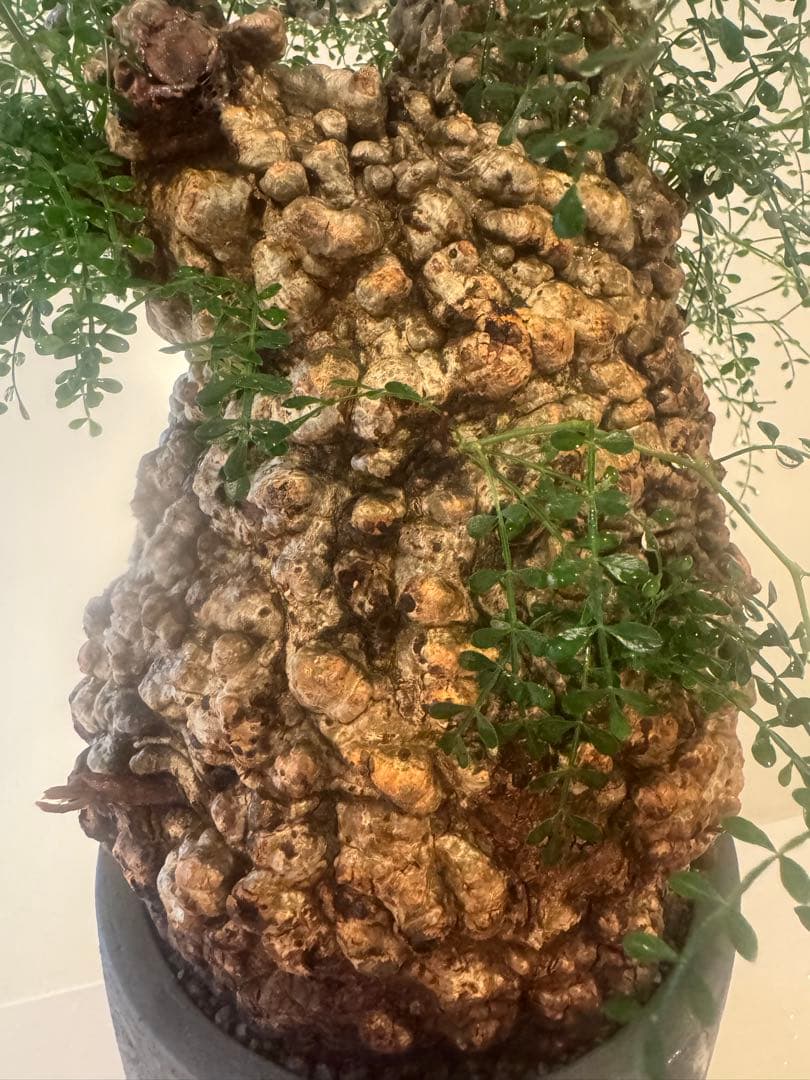 インボイス発行可 オペルクリカリア パキプス 幹幅16㎝ 発根済み 三州みやび鉢