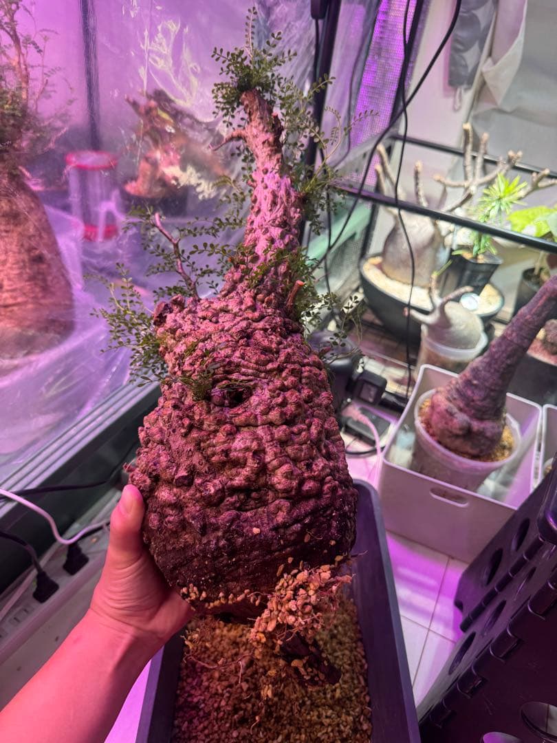 インボイス発行可 オペルクリカリア パキプス 幹幅16㎝ 発根済み 三州みやび鉢