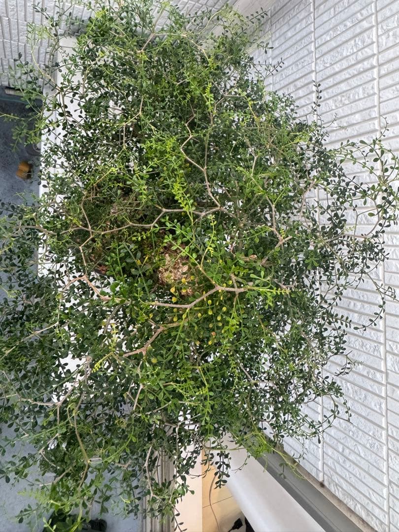 インボイス発行可 オペルクリカリア パキプス 幹幅16㎝ 発根済み 三州みやび鉢