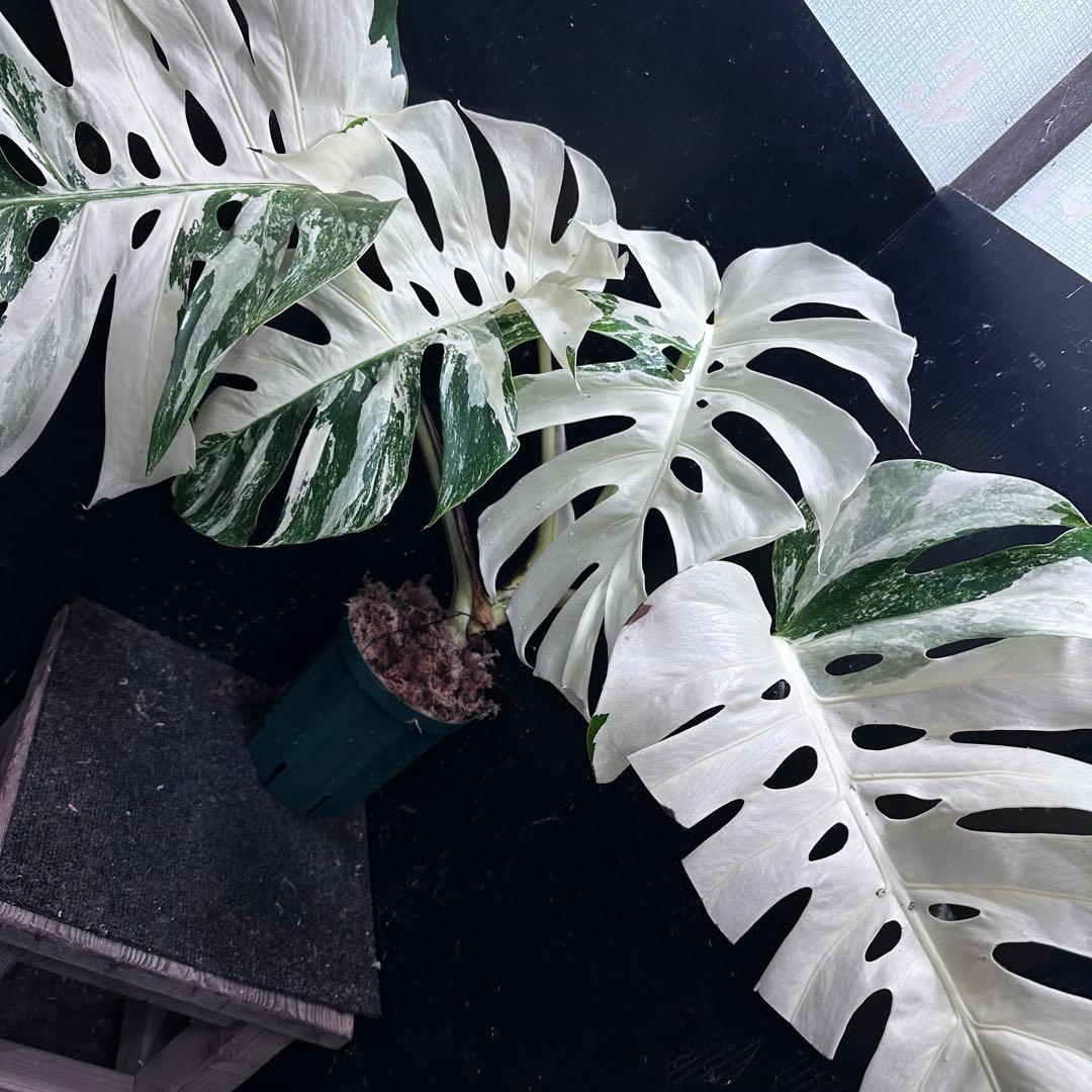 斑入りモンステラ ホワイトタイガー極美大株53cm白斑多