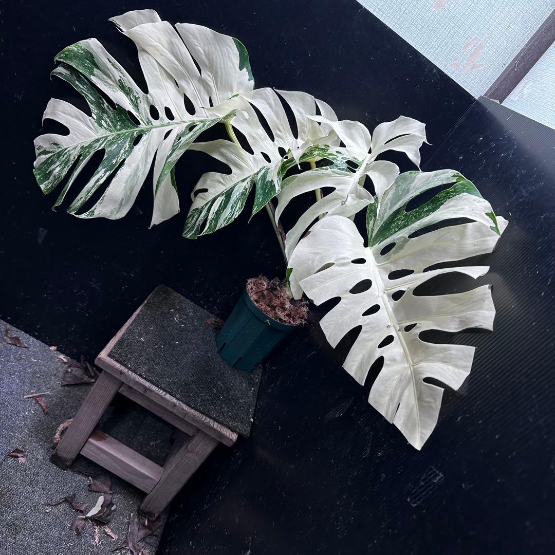 斑入りモンステラ ホワイトタイガー極美大株53cm白斑多