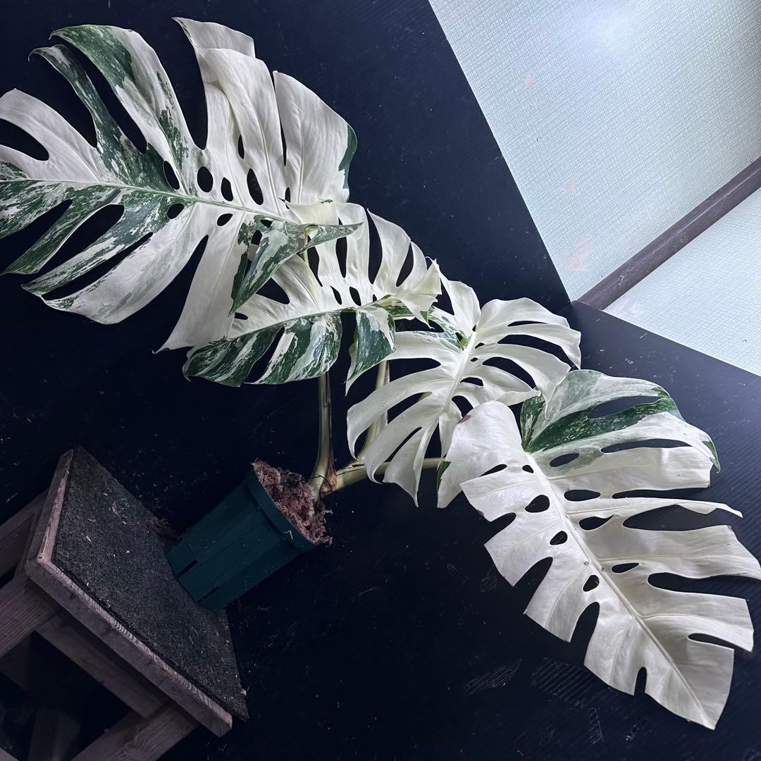 斑入りモンステラ ホワイトタイガー極美大株53cm白斑多