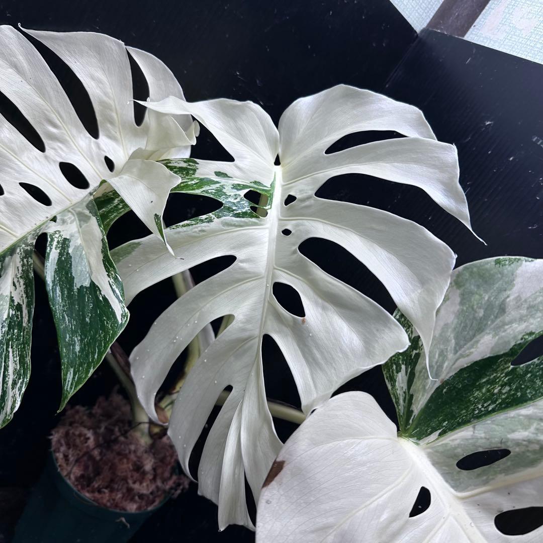 斑入りモンステラ ホワイトタイガー極美大株53cm白斑多