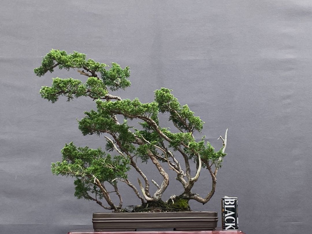 三河盆栽　真柏　株立　盆栽