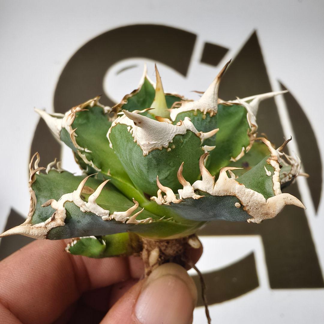 847【上澳園芸】 アガベ チタノタ shangao-008 白豪棘 良質子株