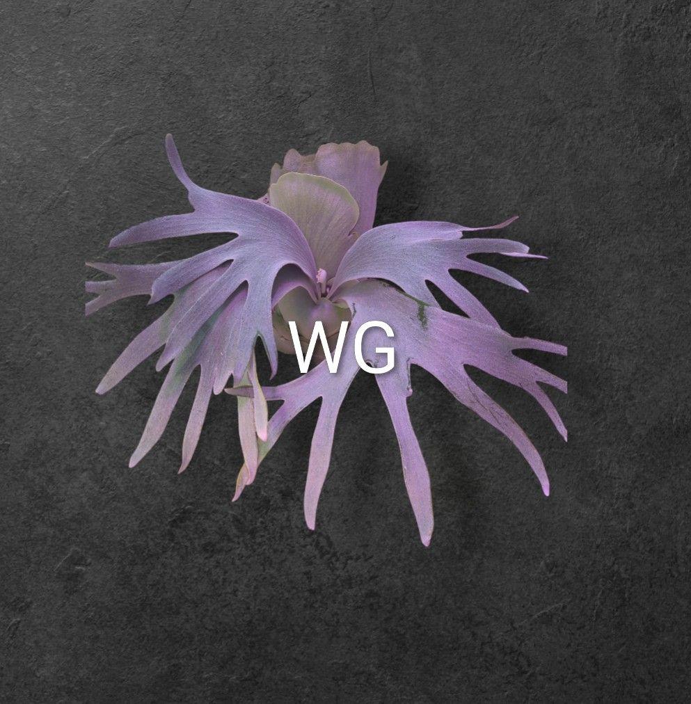 ＠*む様 【期間限定出品】P.FSQ 'White gizmo' oc/ビカクシ